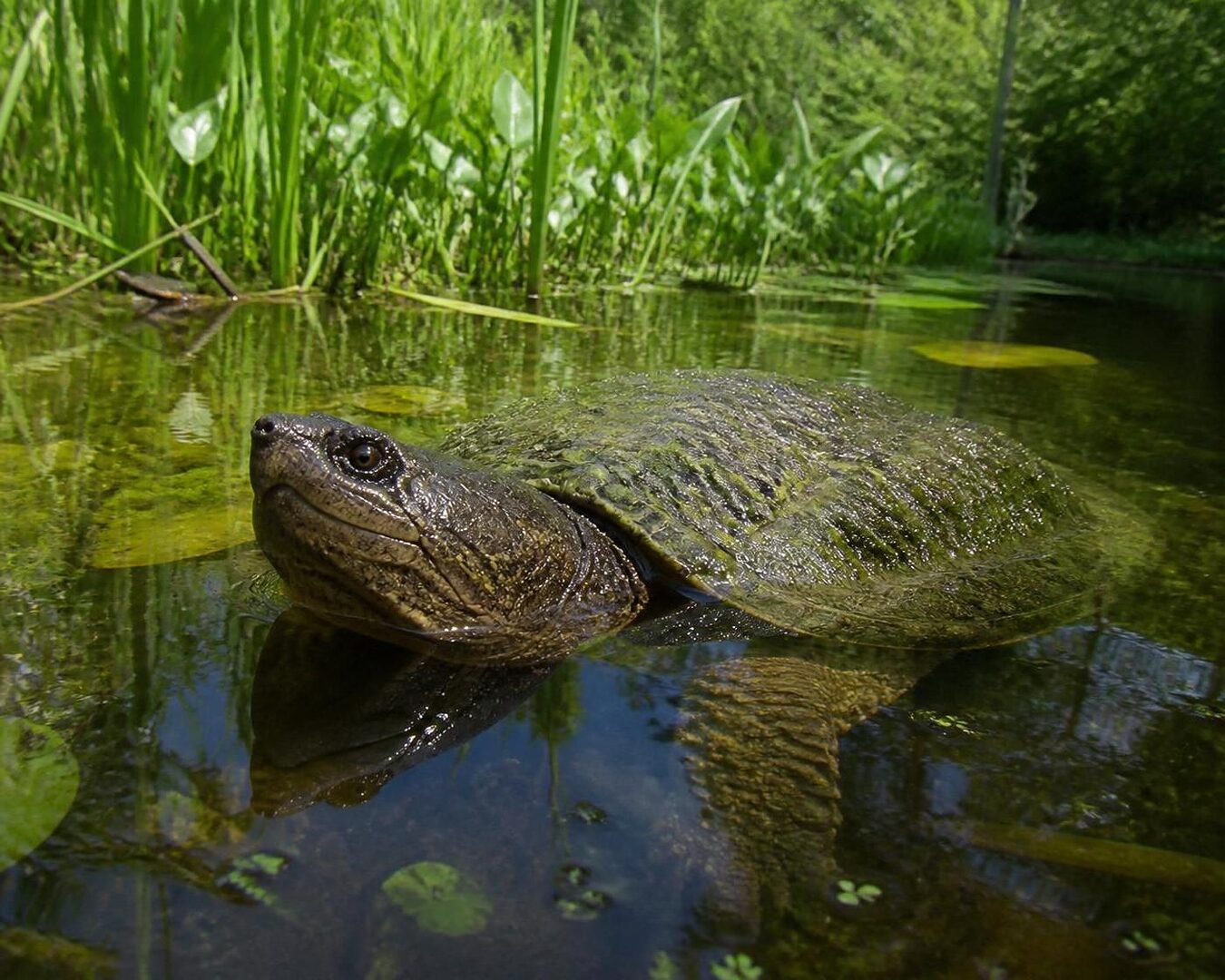 découvrez tout sur la chelydra serpentina, la tortue serpentine d'amérique du nord : habitat, comportement, alimentation et conseils pour l'observer.