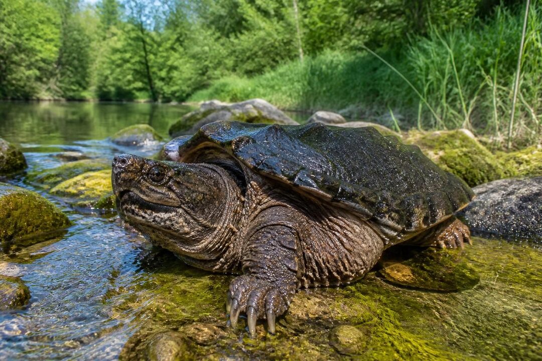 découvrez tout sur la chelydra serpentina, la tortue serpentine d'amérique du nord : son habitat, son comportement, son alimentation et ses caractéristiques uniques.