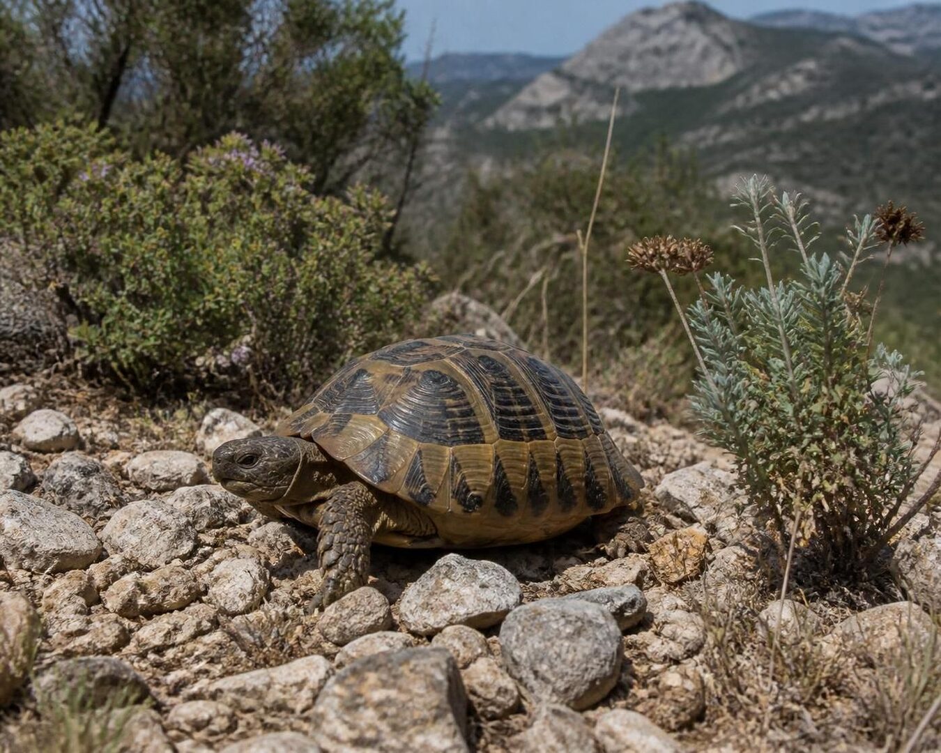 découvrez tout ce qu'il faut savoir sur la tortue graeca : son habitat naturel, son alimentation équilibrée et ses comportements typiques pour mieux comprendre et protéger cette espèce fascinante.