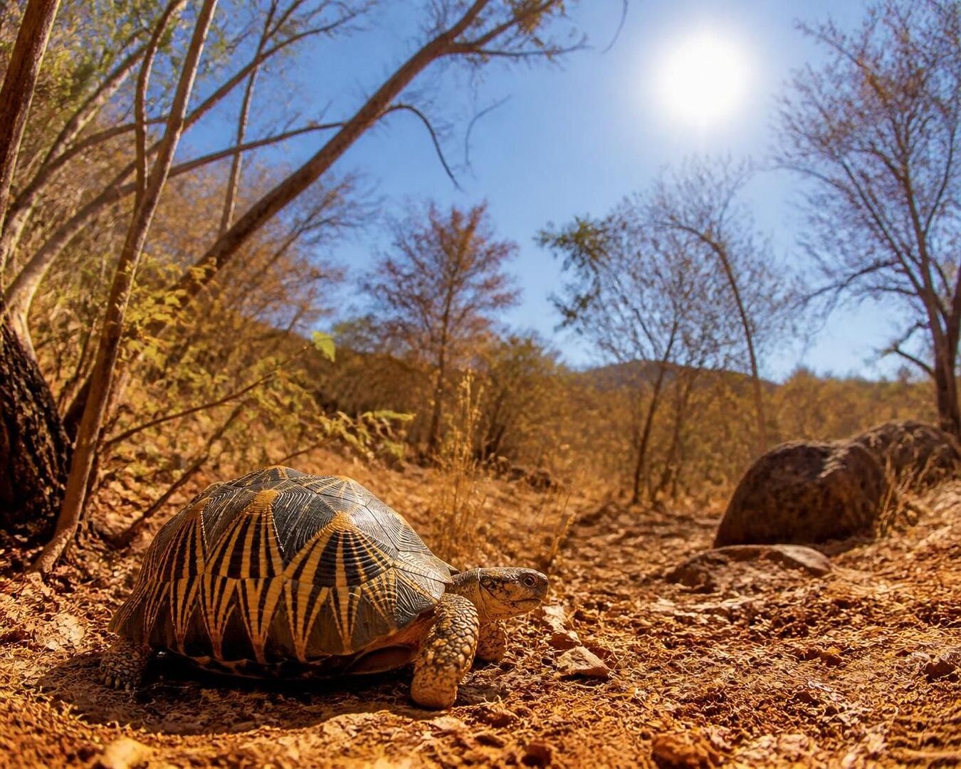 découvrez tout sur la tortue radiata : son habitat naturel, ses caractéristiques uniques et les actions de protection pour préserver cette espèce fascinante.