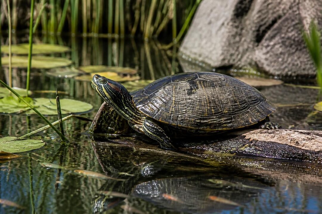 découvrez tout sur la trachemys scripta elegans, de son habitat naturel à son alimentation et son comportement, pour mieux comprendre cette tortue aquatique populaire.