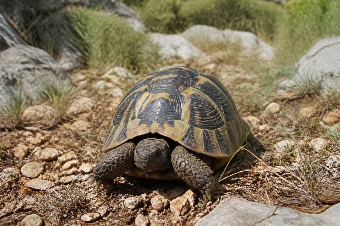 découvrez tout ce qu'il faut savoir sur testudo marginata, la tortue marginée : habitat, alimentation, comportement et conseils pour bien en prendre soin.