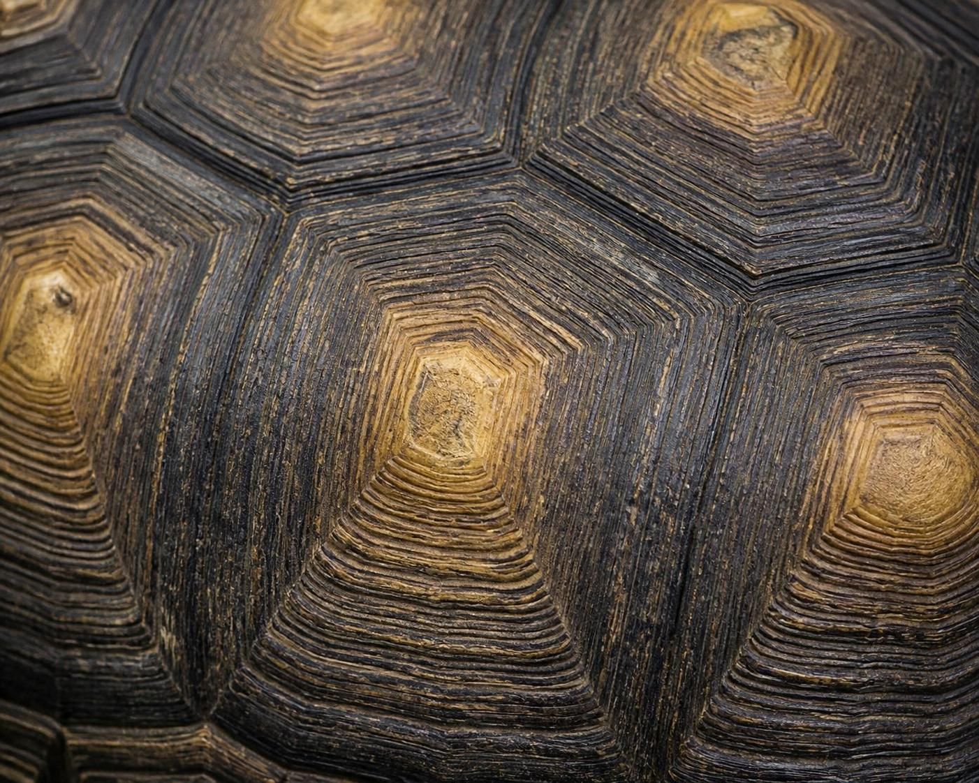 découvrez des méthodes simples et efficaces pour déterminer l'âge d'une tortue et mieux comprendre son développement.