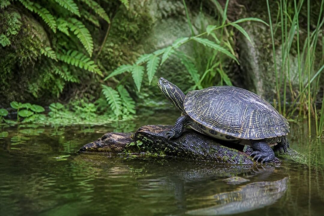 découvrez notre guide complet sur mauremys reevesii, la tortue de chine : habitat, mode de vie, soins et conseils pour bien accueillir cette tortue unique.