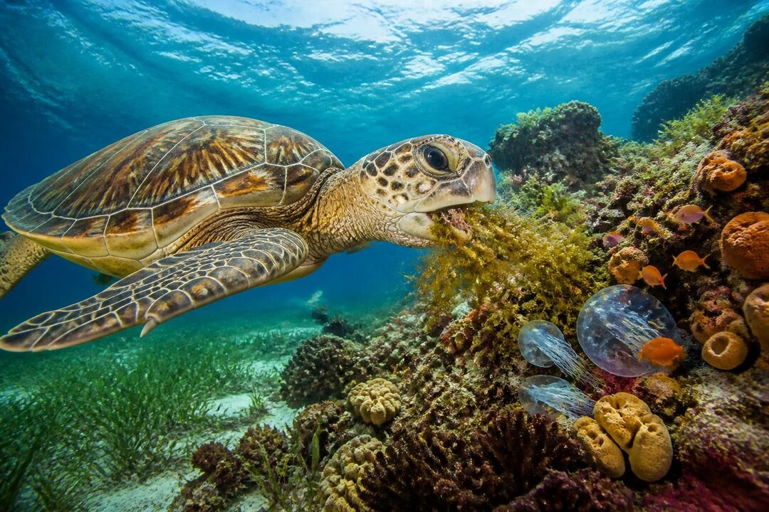 découvrez ce que mange une tortue de mer, ses habitudes alimentaires et les types d'aliments essentiels à sa survie dans son habitat naturel.