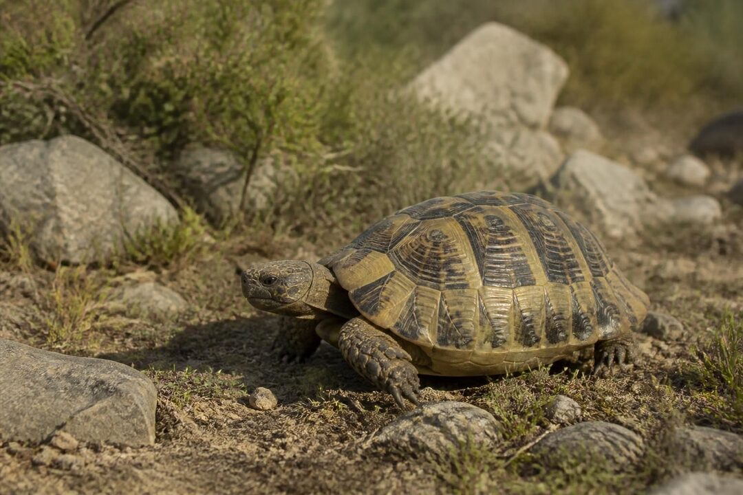 découvrez tout ce qu'il faut savoir sur la testudo graeca ibera, la tortue d’iberie, avec notre guide complet : habitat, alimentation, soins et conseils pour bien la garder.