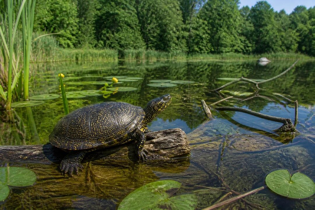 découvrez tout sur emys orbicularis : son habitat naturel, ses habitudes comportementales et les efforts de conservation pour protéger cette espèce.