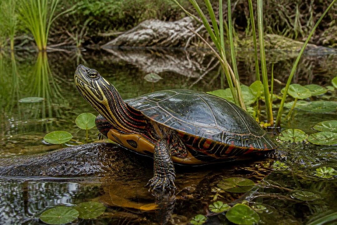 découvrez tout ce qu'il faut savoir sur la chrysemys picta, la tortue peinte d'amérique du nord : son habitat, son alimentation, son comportement et ses particularités.