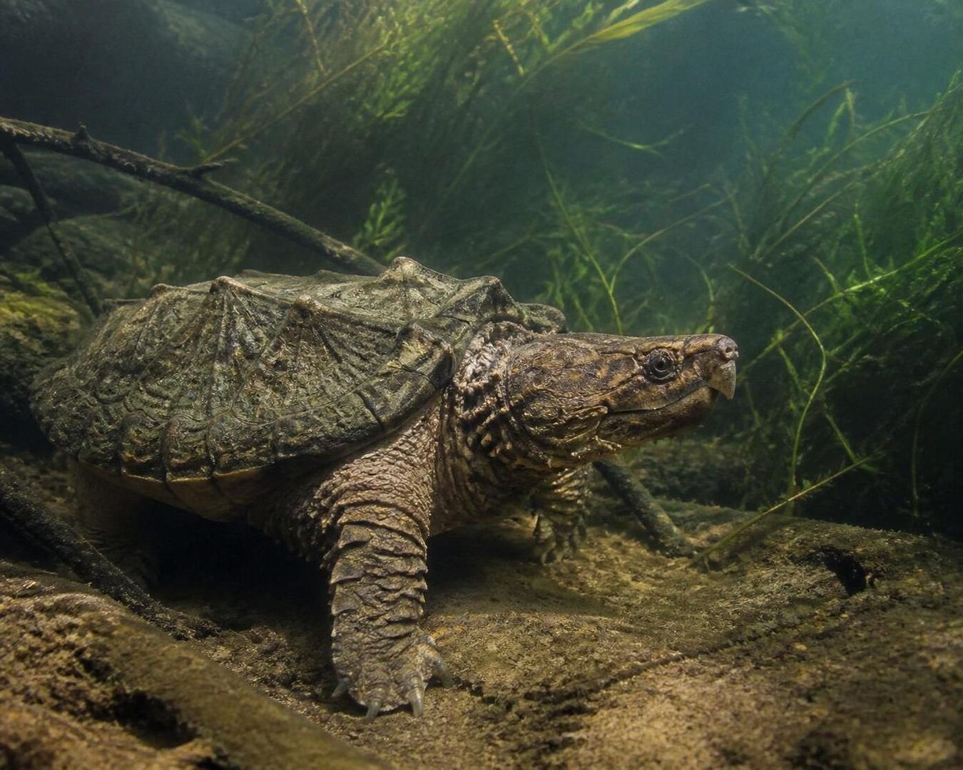 découvrez tout sur la macroclemys temminckii, la plus grande tortue d'eau douce : habitat, caractéristiques, alimentation et conseils pour l'observer.