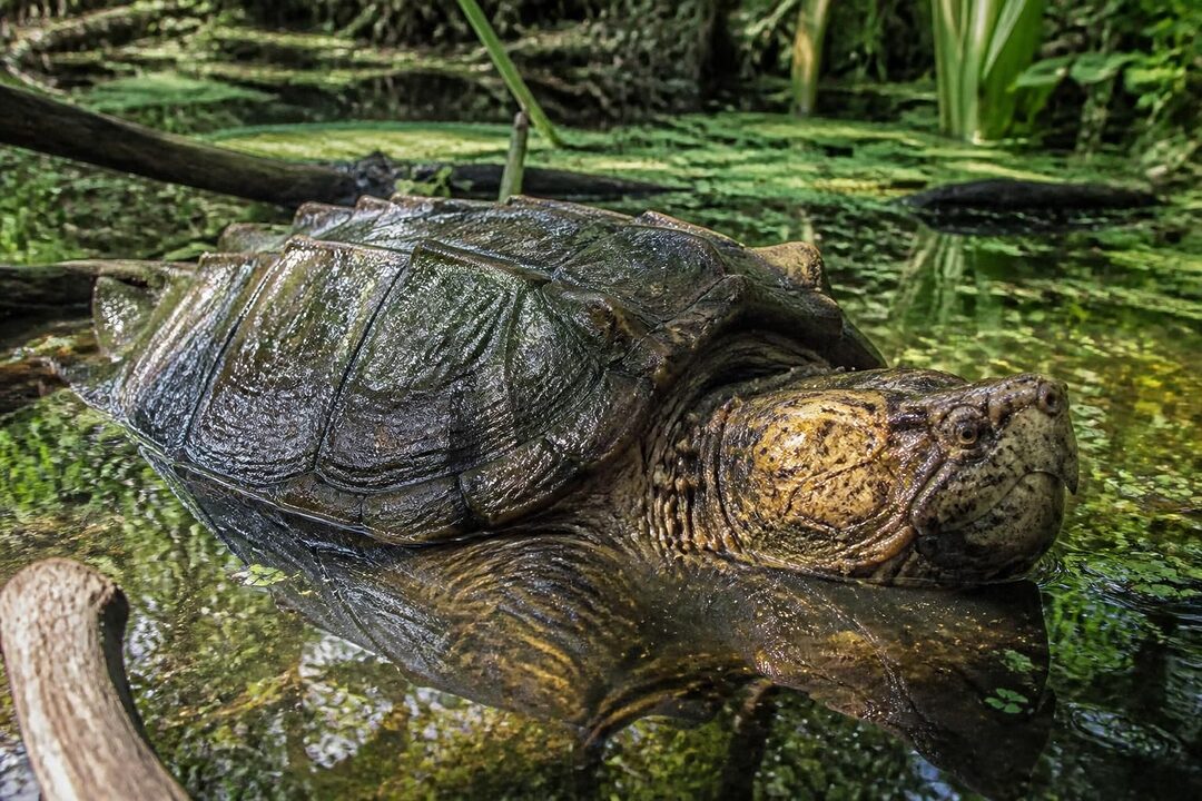 découvrez tout sur la macroclemys temminckii, la plus grande tortue d'eau douce : son habitat, son alimentation, son comportement et son importance écologique.