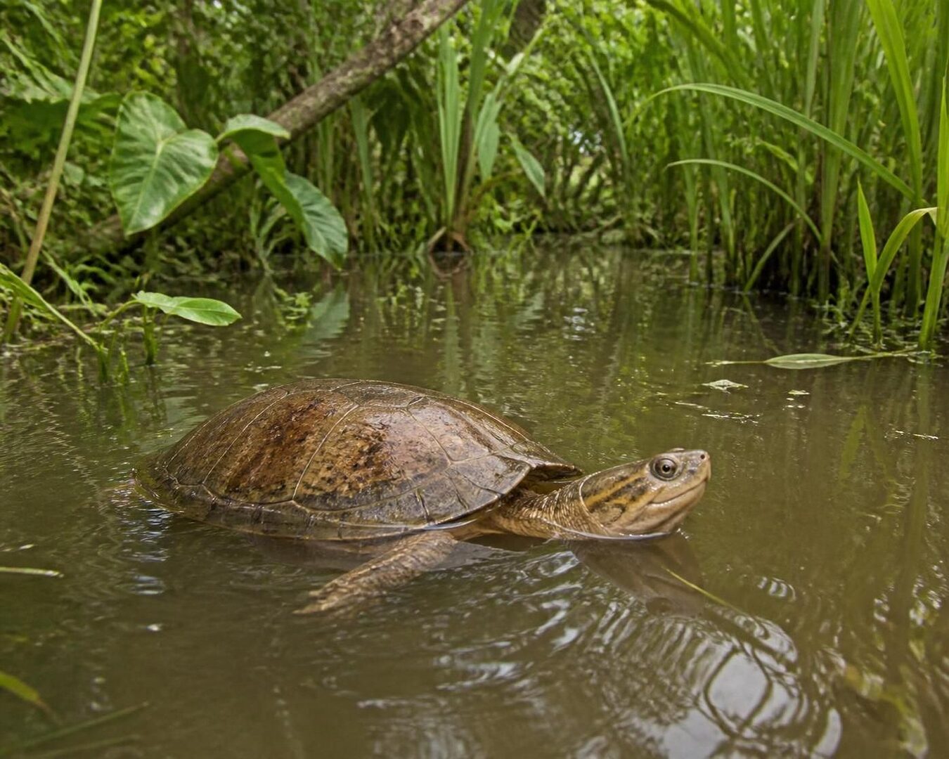 découvrez tout sur pelusios castaneus : son habitat naturel, son alimentation et son comportement pour mieux comprendre cette espèce fascinante.