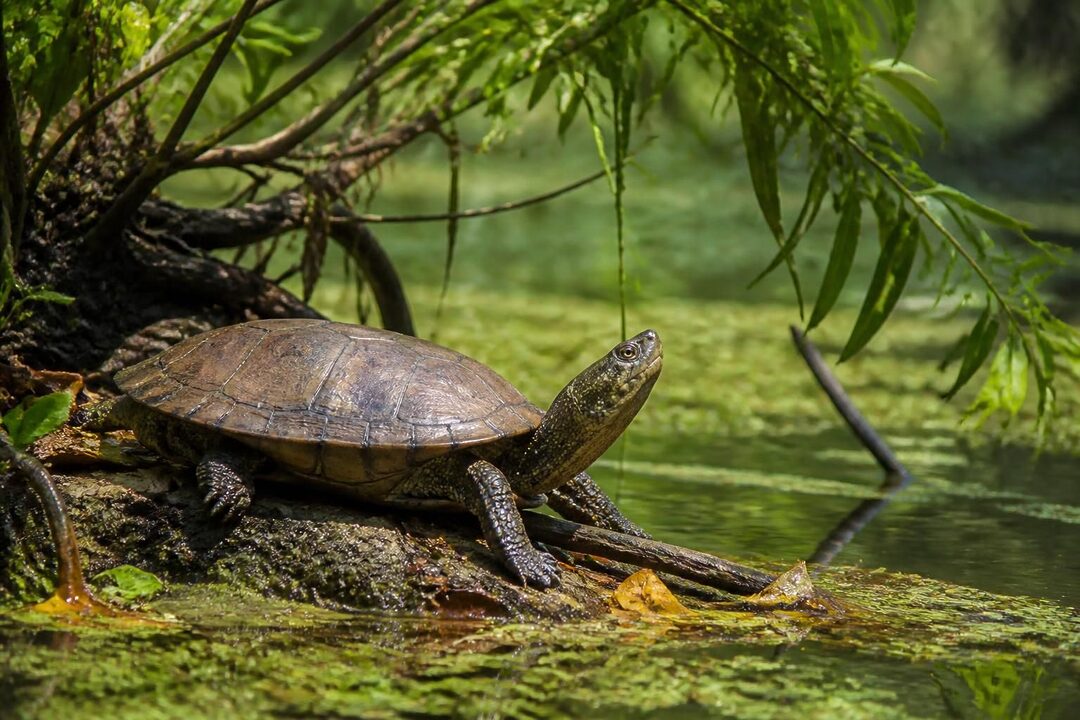découvrez tout sur pelusios castaneus : son habitat naturel, son régime alimentaire et ses comportements fascinants.