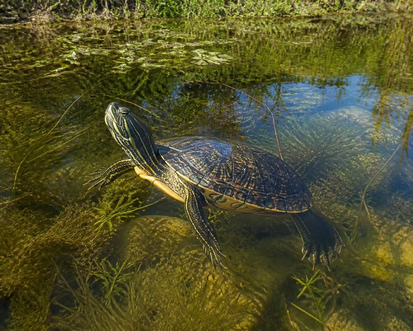 découvrez tout ce qu'il faut savoir sur la pseudemys nelsoni, la tortue de floride : son habitat, son alimentation, son comportement et ses particularités.