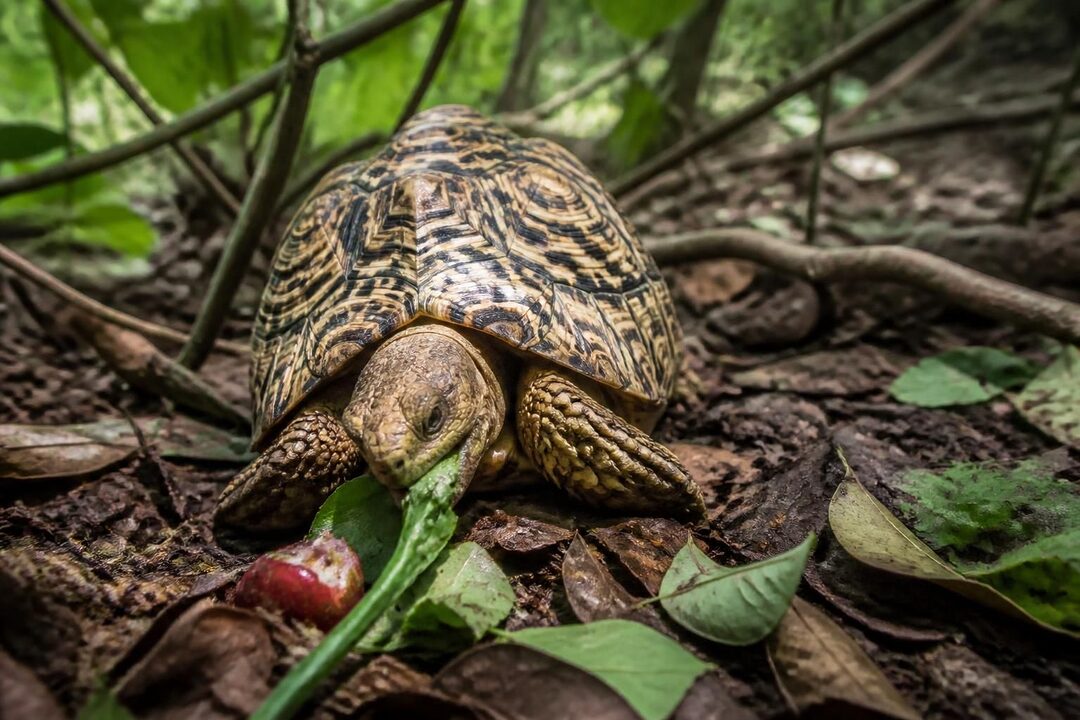 apprenez tout sur la tortue pardalis : son habitat naturel, son régime alimentaire, ainsi que les conseils essentiels pour bien en prendre soin.