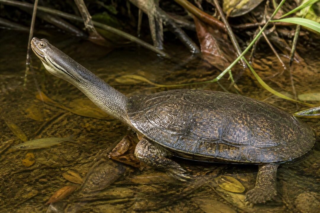 découvrez tout sur la tortue serpent : ses caractéristiques uniques, son habitat naturel et son alimentation pour mieux comprendre cette espèce fascinante.