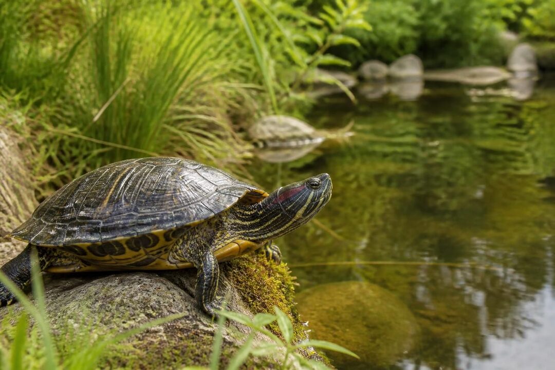découvrez tout sur la tortue tête : ses caractéristiques distinctives, son habitat naturel et ses habitudes pour mieux comprendre cette fascinante espèce.