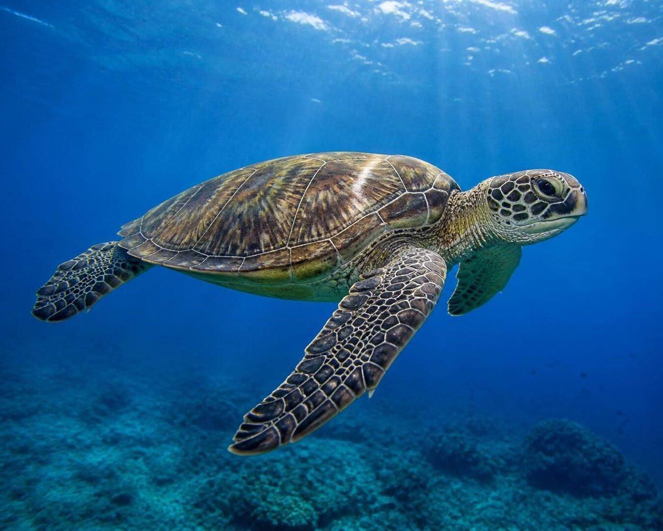 découvrez l'anatomie détaillée de la tortue et ses particularités uniques, pour mieux comprendre cet animal fascinant et sa physiologie.