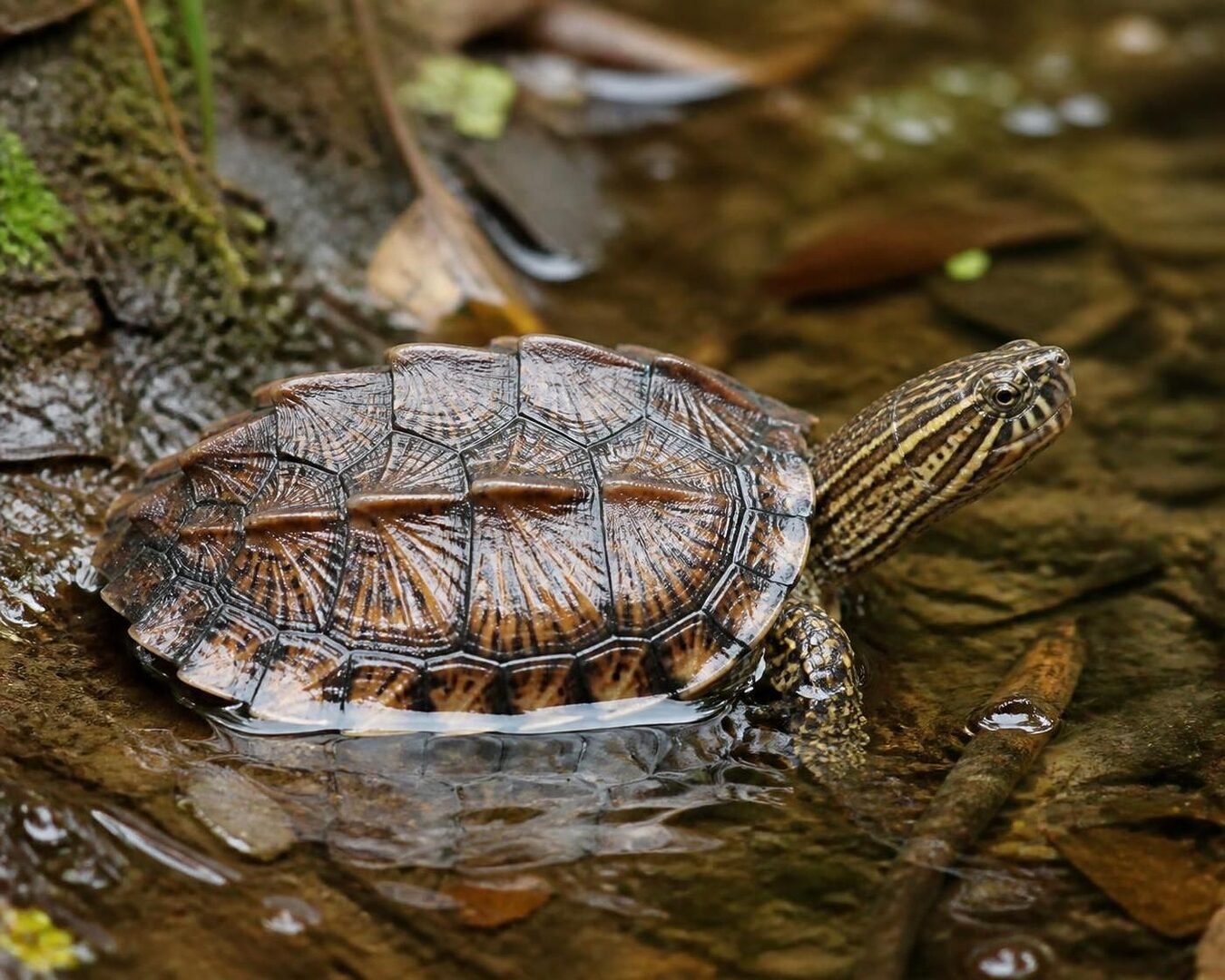 découvrez tout ce qu'il faut savoir sur sternotherus carinatus, la tortue à cuirasse carénée : habitat, alimentation, comportement et conseils pour son entretien.