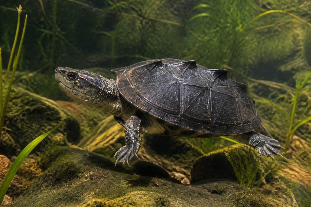 découvrez tout sur la sternotherus carinatus, la tortue à cuirasse carénée : habitat, alimentation, soins et caractéristiques uniques de cette fascinante tortue d'eau douce.