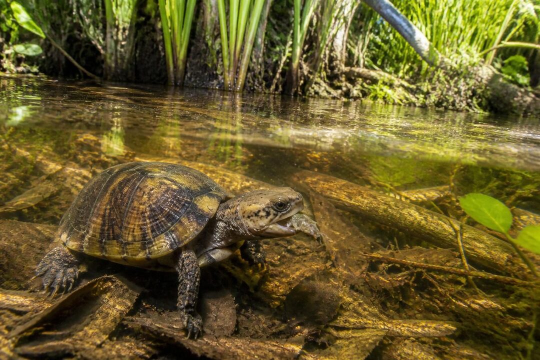 explorez le kinosternon baurii, une tortue fascinante, et découvrez son habitat naturel, ses comportements uniques ainsi que ses habitudes alimentaires.