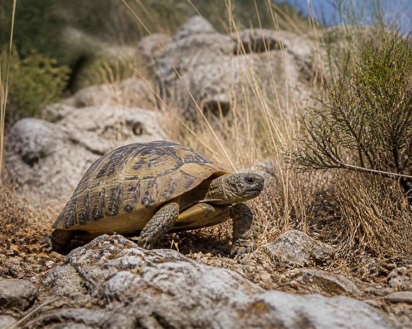 découvrez tout sur g marginata : son habitat naturel, son alimentation et des curiosités fascinantes sur cette espèce unique.