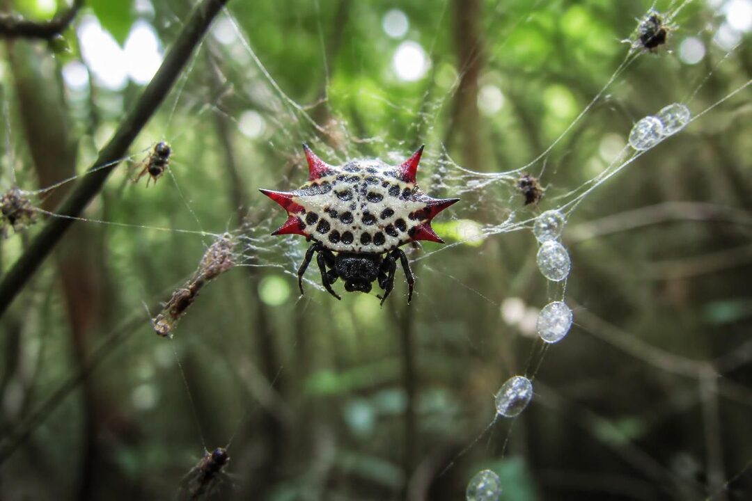 découvrez tout sur g marginata : son habitat naturel, son alimentation, et les faits fascinants qui la rendent unique.