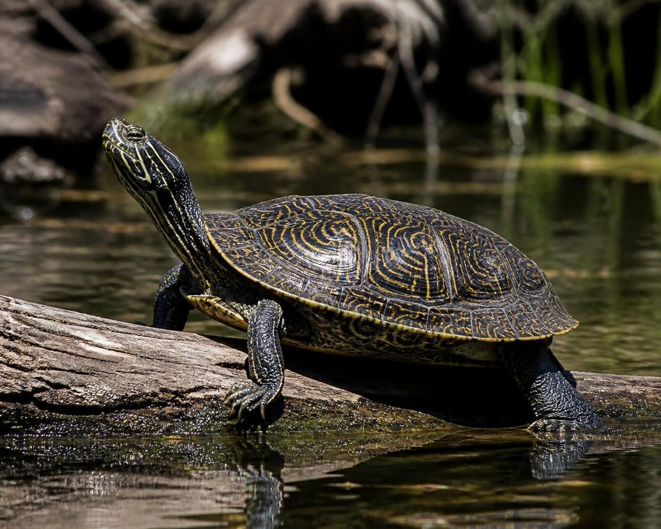 découvrez tout sur la tortue graptemys pseudogeographica pseudogeographica : son habitat, son alimentation, son comportement et les conseils pour bien en prendre soin.