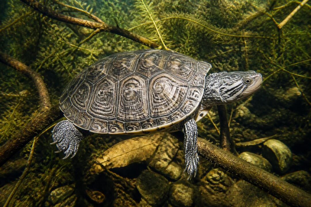 découvrez tout ce qu'il faut savoir sur la tortue graptemys pseudogeographica pseudogeographica : son habitat, son alimentation, son comportement et ses soins.