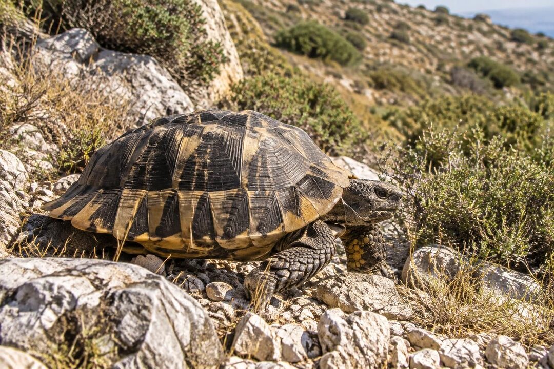 découvrez la tortue testudo marginata : caractéristiques, mode de vie et habitat naturel, des paysages méditerranéens aux zones rocheuses de grèce.